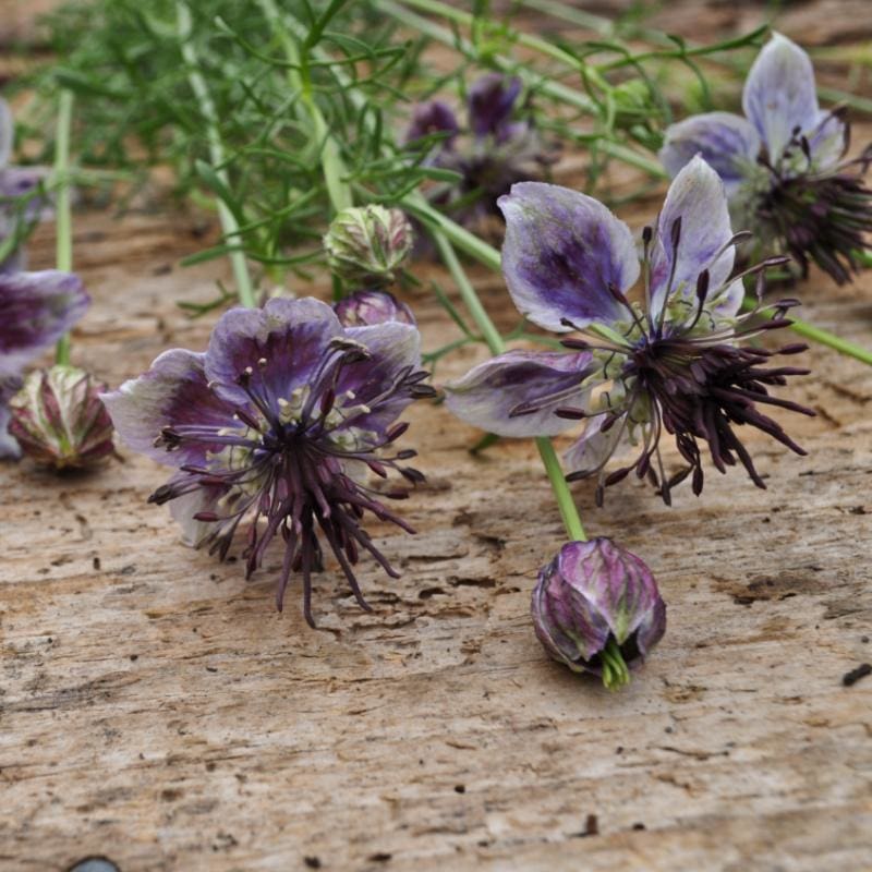 nigella flower seed heads Delft Blue Nigella