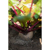 Detroit Beet (Heirloom 63 Days) - Vegetables