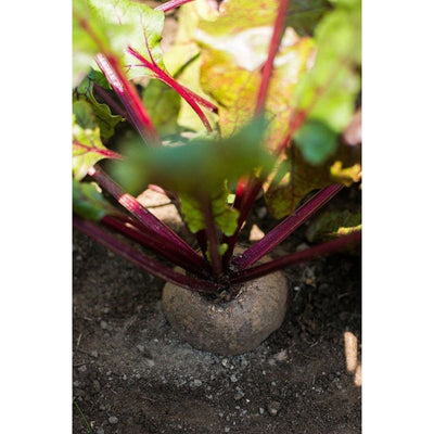 Detroit Beet (Heirloom 63 Days) - Vegetables