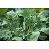 Di Cicco Broccoli (Heirloom 55-70 Days) - Vegetables