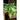 Di Rapa Novantina Broccoli (30 Days) - Vegetables
