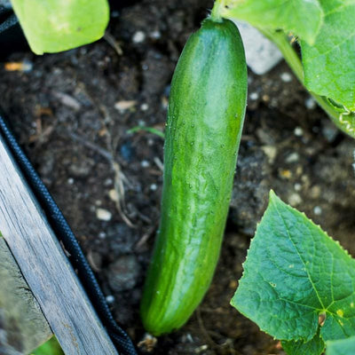 Diva Cucumber (58 Days) - Vegetables