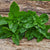 Dolce Fresca Basil