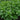 Dolce Fresca Basil - Herbs