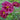 Double Click Cranberries Cosmos - Flowers