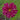 Double Click Cranberries Cosmos - Flowers