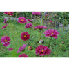 Double Click Cranberries Cosmos - Flowers