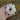 Double Click Snow Puff Cosmos - Flowers