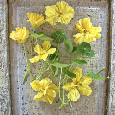 Double Delight Cream Nasturtium - Flowers
