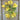 Double Delight Cream Nasturtium - Flowers