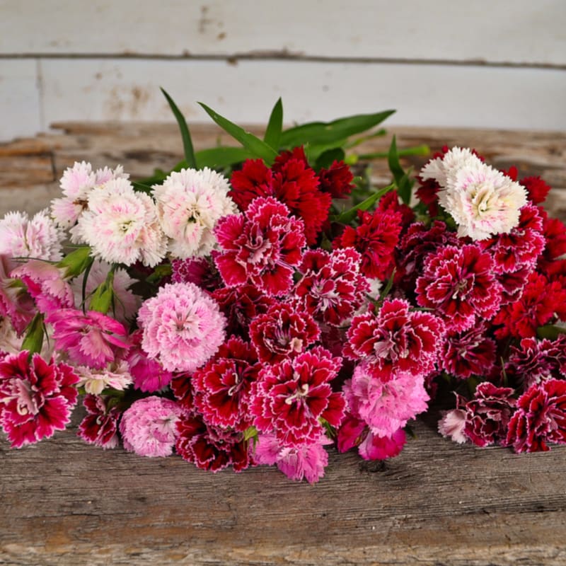 Double Dynasty Mix Dianthus - Flowers