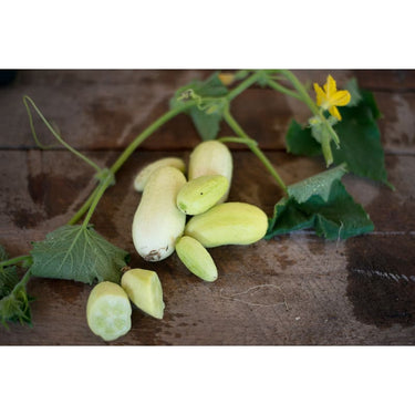 Dragons Egg Cucumber (Heirloom 60 Days) - Vegetables