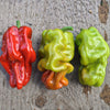 Dragon’s Toe Pepper (F1 Hybrid 65-85 Days) - Vegetables