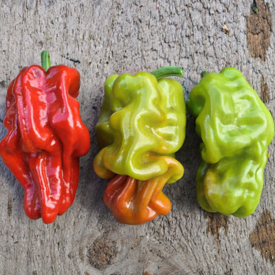 Dragon’s Toe Pepper (F1 Hybrid 65-85 Days) - Vegetables