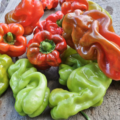 Dragon’s Toe Pepper (F1 Hybrid 65-85 Days) - Vegetables