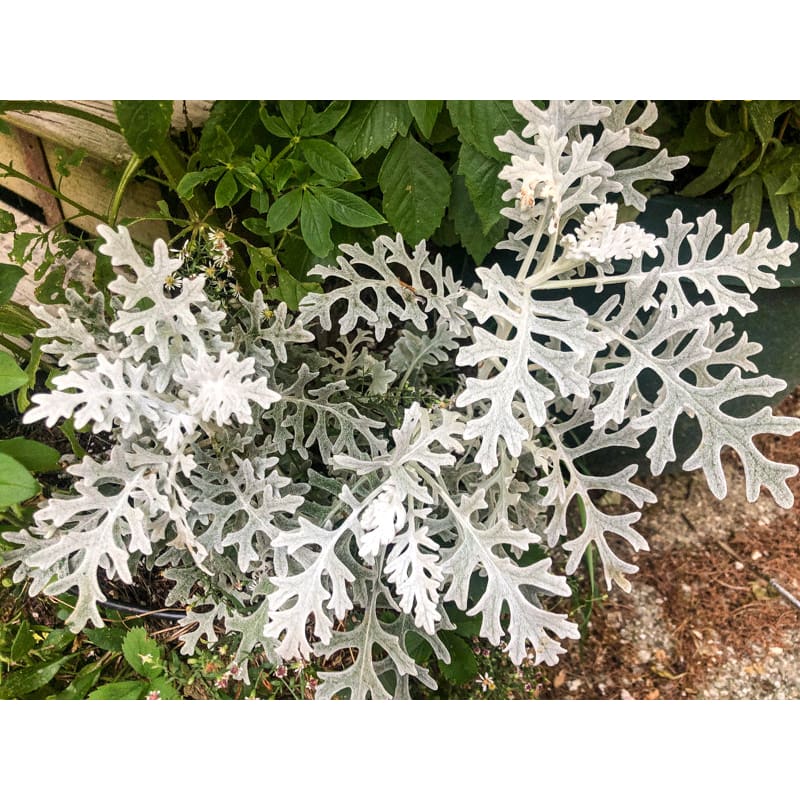 cineraria flower seeds Silver Leaf Dusty Miller Plant