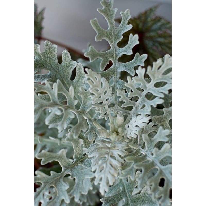 Dusty Miller Cineraria - Flowers