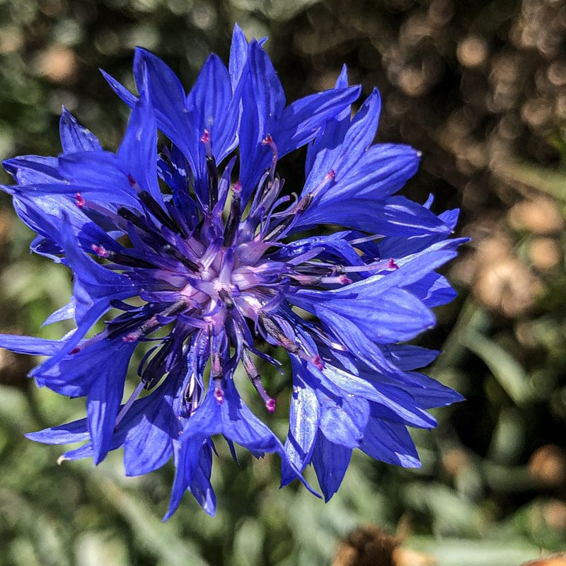 Dwarf Blue Centaurea - Flowers