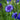 Dwarf Blue Centaurea - Flowers