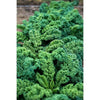 Dwarf Blue Curled Kale (Heirloom 55 Days) - Vegetables