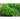 Dwarf Greek Basil - Herbs