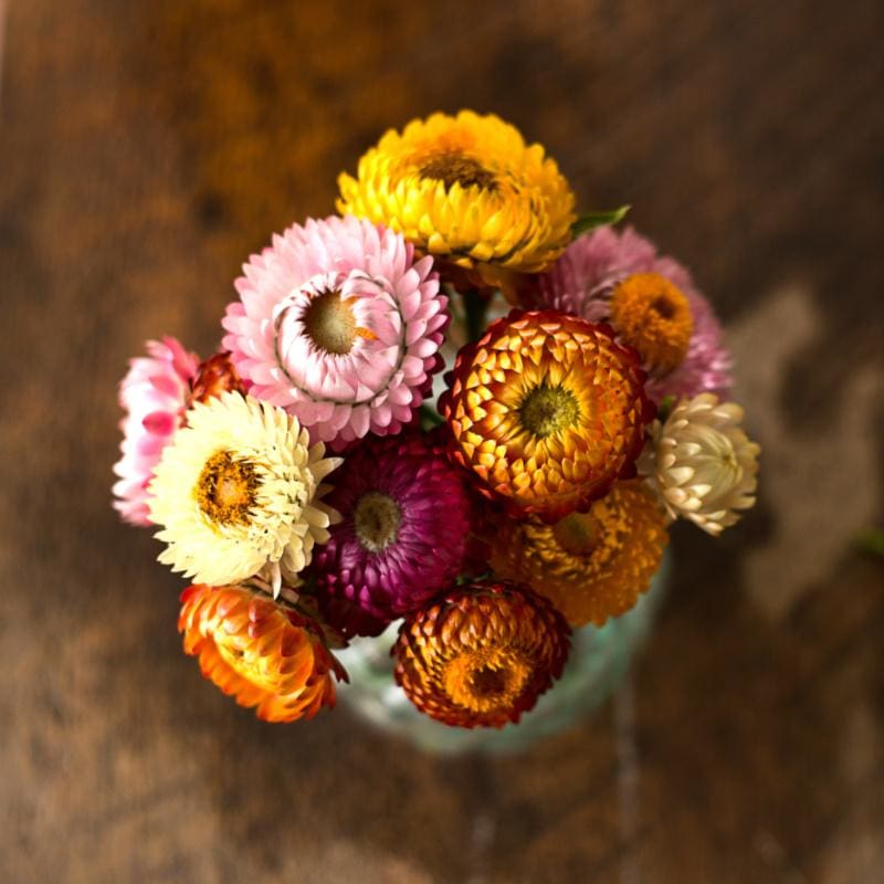 thumbnail image 2 of Strawflower Dwarf Mixed | Mr Fothergill's 2 of 13