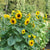 Dwarf Music Box Sunflower