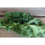 Dwarf Siberian Kale (50 Days)