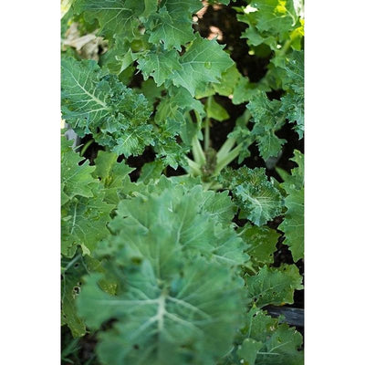 Dwarf Siberian Kale (50 Days) - Vegetables