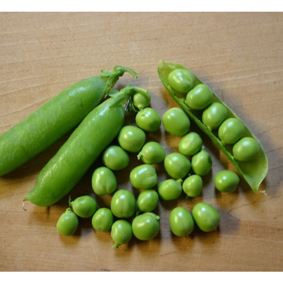 Early Frosty Pea (60 Days) – Pinetree Garden Seeds