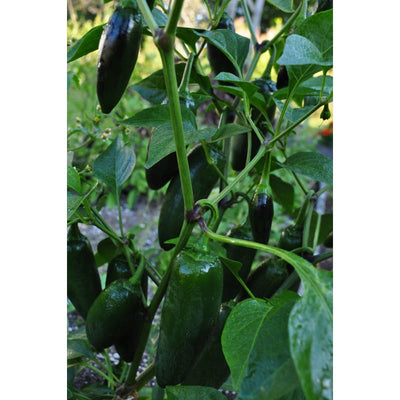 Early Jalapeño Hot Pepper (Heirloom 66 Days) - Vegetables
