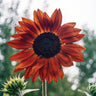 Earthwalker Sunflower - Flowers