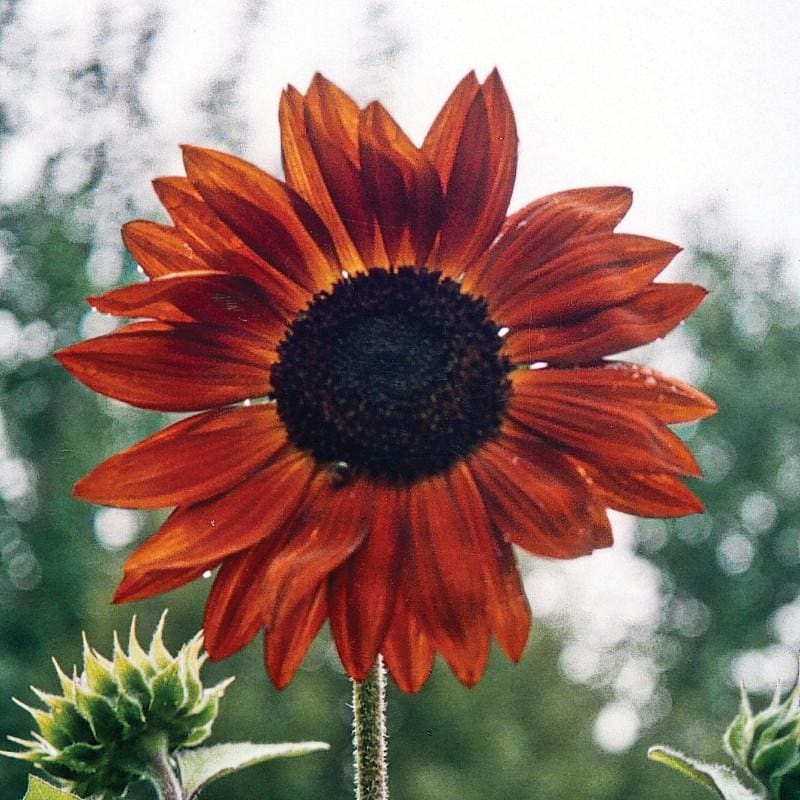 Earthwalker Sunflower