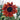 Earthwalker Sunflower - Flowers