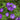 Easy Wave Lavender Sky Blue Petunia