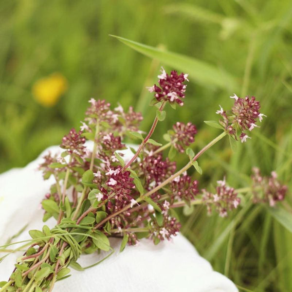 Edible Flower and Herb Mix – Pinetree Garden Seeds