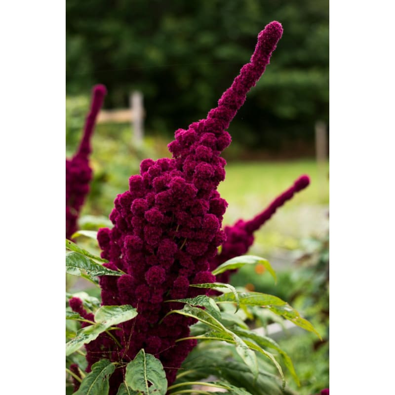 elephant head flower seeds Elephant Head Amaranth