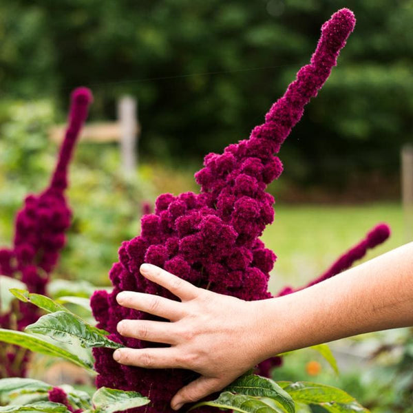 elephant head flower seeds Elephant Head Amaranth
