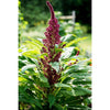 Elephant Head Amaranth - Flowers