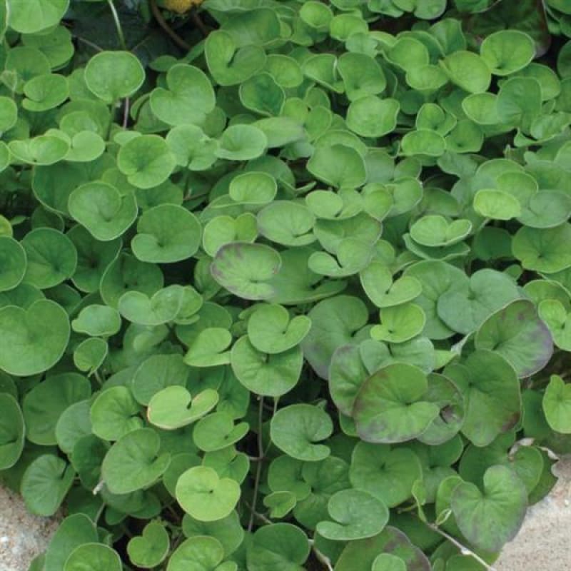 emerald falls plant indoor Emerald Falls Dichondra