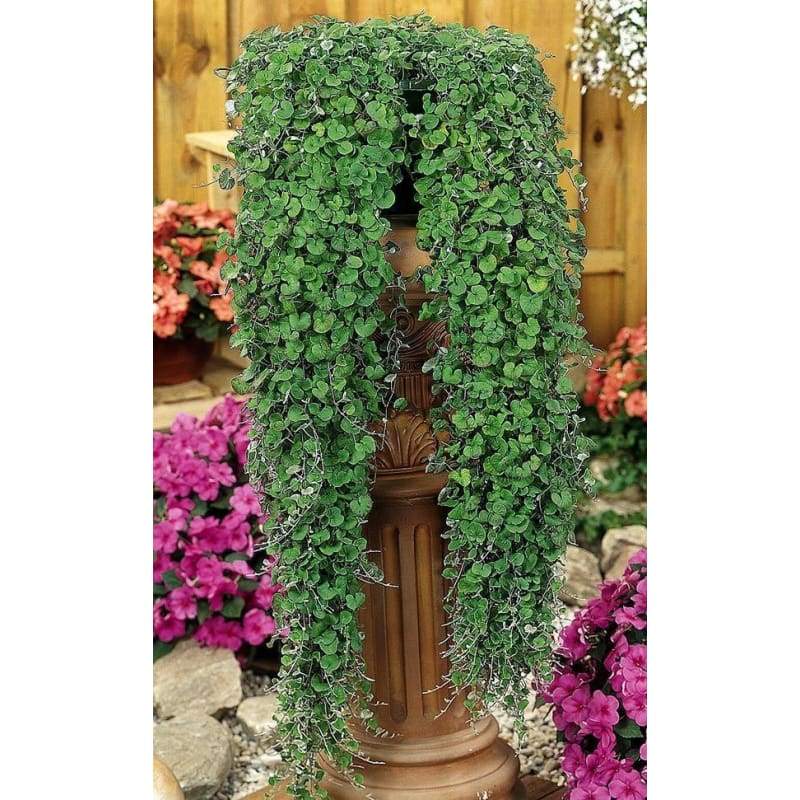 emerald falls plant indoor Emerald Falls Dichondra