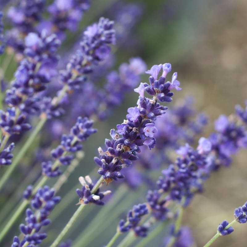 English Lavender - Herbs