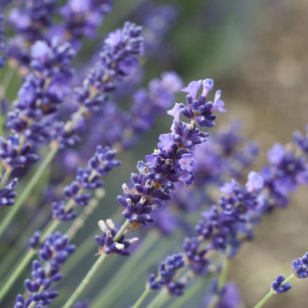 lavender plant catalog English Lavender – Pinetree Garden Seeds