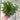 Everleaf Emerald Towers Basil