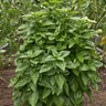 Everleaf Emerald Towers Basil
