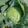 Excalibur Cabbage (F1 Hybrid 78 Days) - Vegetables