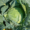 Excalibur Cabbage (F1 Hybrid 78 Days) - Vegetables