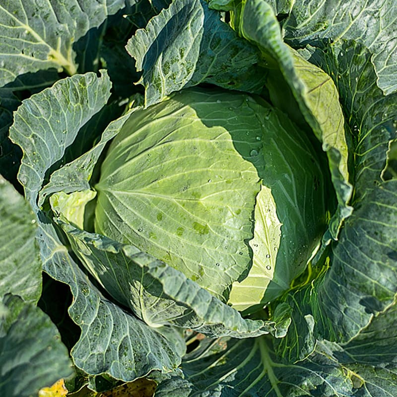 Excalibur Cabbage (F1 Hybrid, 78 Days)