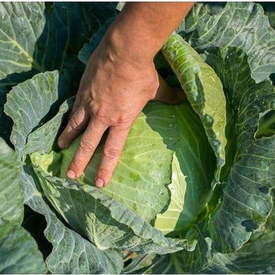 Excalibur Cabbage (F1 Hybrid 78 Days) - Vegetables