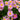 Fall Mum Chrysanthemum - Flowers